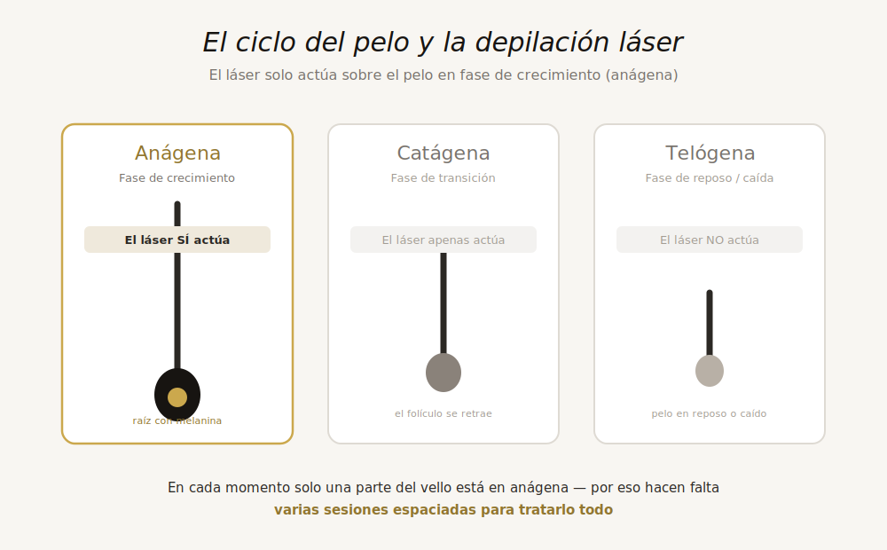 Diagrama del ciclo del pelo: fases anágena, catágena y telógena en la depilación láser